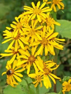 Hesses-Goldkolben 'Gregynog Gold' -Günstiges Erd Seele Geschäft hesses goldkolben gregynog gold m059417 w 1