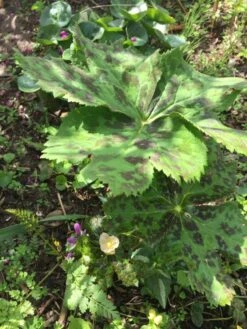 Himalaya-Maiapfel 'Majus' -Günstiges Erd Seele Geschäft himalaya maiapfel majus m080262 193676 0