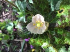 Himalaya-Maiapfel 'Majus' -Günstiges Erd Seele Geschäft himalaya maiapfel majus m080262 453307 0