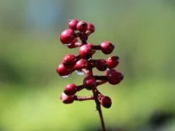 Himalaya-Maiapfel 'Majus' -Günstiges Erd Seele Geschäft himalaya maiapfel majus m080262 w 0