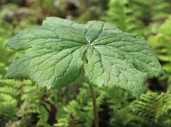 Himalaya-Maiapfel 'Majus' -Günstiges Erd Seele Geschäft himalaya maiapfel majus m080262 w 1