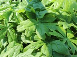 Himalaya-Maiapfel 'Majus' -Günstiges Erd Seele Geschäft himalaya maiapfel majus m080262 w 2