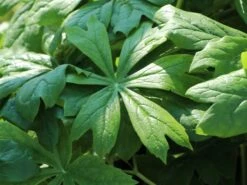 Himalaya-Maiapfel 'Majus' -Günstiges Erd Seele Geschäft himalaya maiapfel majus m080262 w 3