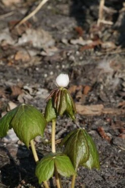 Himalaya-Maiapfel 'Majus' -Günstiges Erd Seele Geschäft himalaya maiapfel majus m080262 w 4