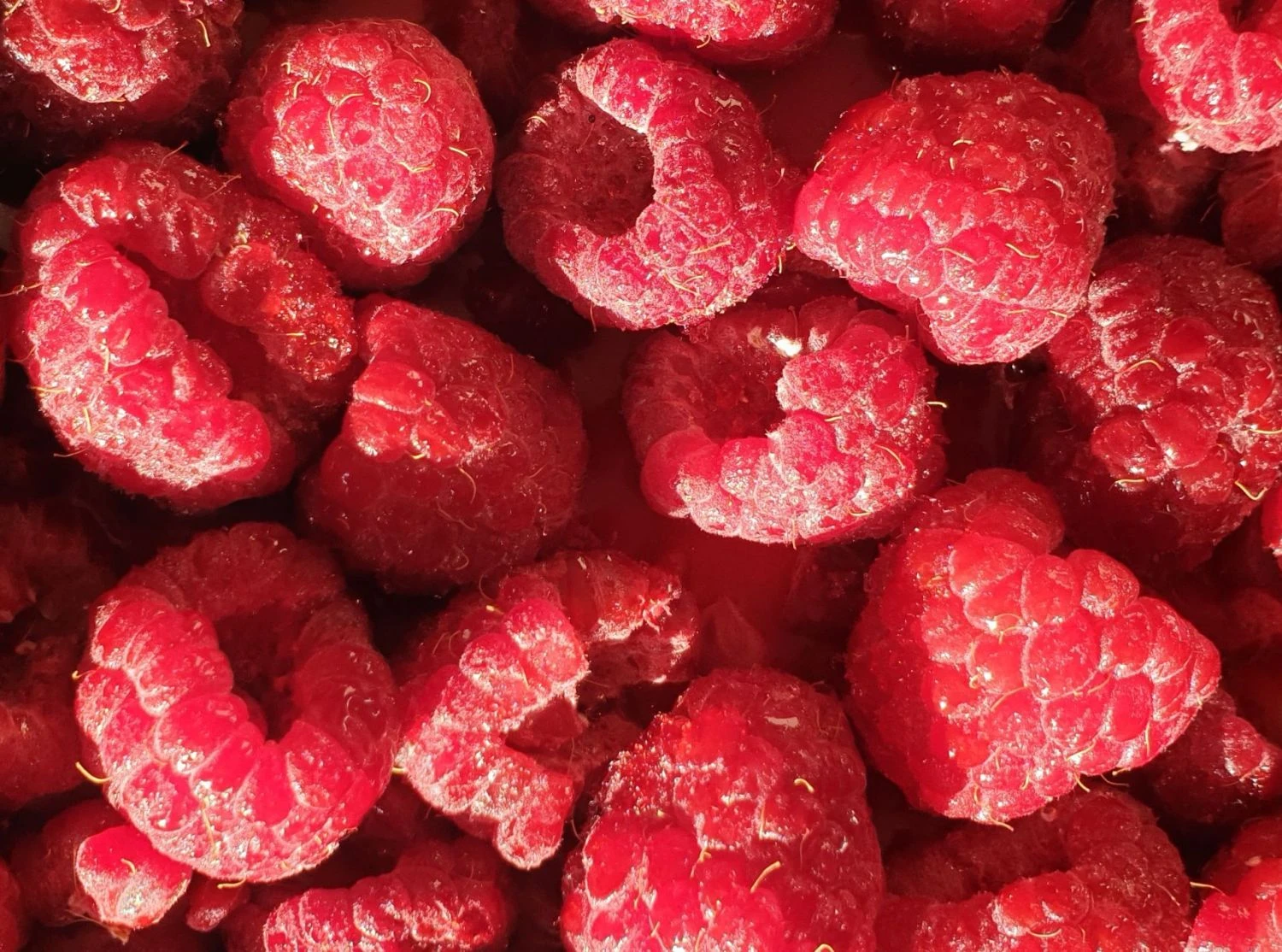 Himbeere 'Autumn Bliss' / 'Blissy' ® 3 Himbeere 'Autumn Bliss' / 'Blissy' ®