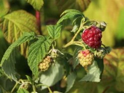 Himbeere 'Autumn Bliss' / 'Blissy' ® 12 Himbeere 'Autumn Bliss' / 'Blissy' ® -Günstiges Erd Seele Geschäft himbeere autumn bliss blissy m002294 w 0 1