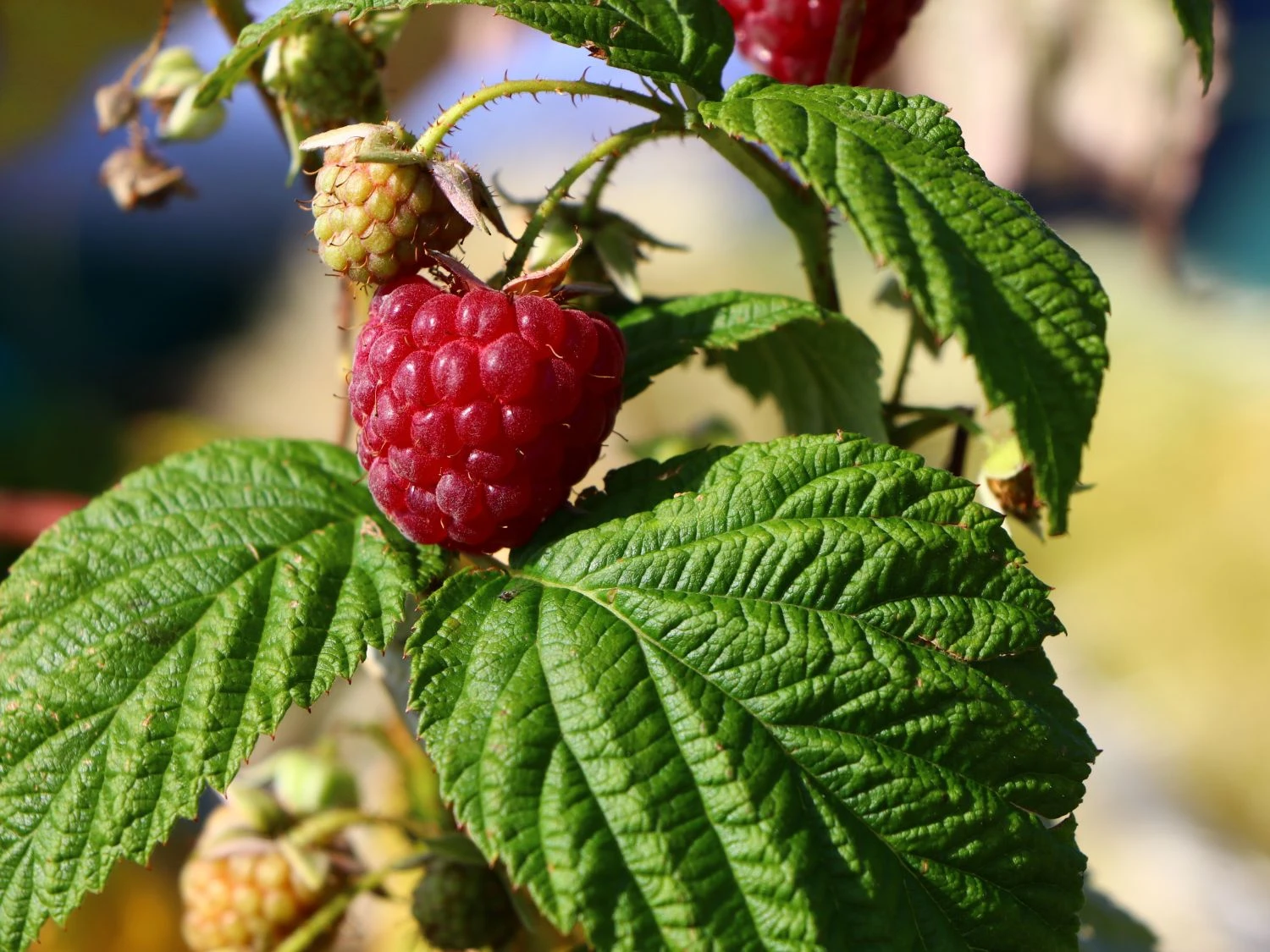 Himbeere 'Autumn Bliss' / 'Blissy' ® 4 Himbeere 'Autumn Bliss' / 'Blissy' ® – Bild 2