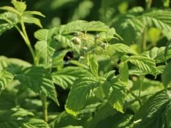 Himbeere 'Autumn Bliss' / 'Blissy' ® 13 Himbeere 'Autumn Bliss' / 'Blissy' ® -Günstiges Erd Seele Geschäft himbeere autumn bliss blissy m002294 w 1 1