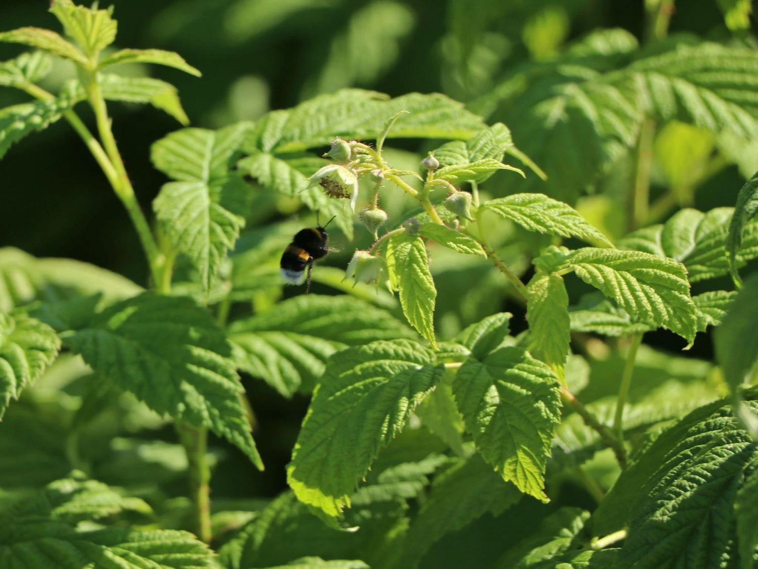 Himbeere 'Autumn Bliss' / 'Blissy' ® 8 Himbeere 'Autumn Bliss' / 'Blissy' ® – Bild 6