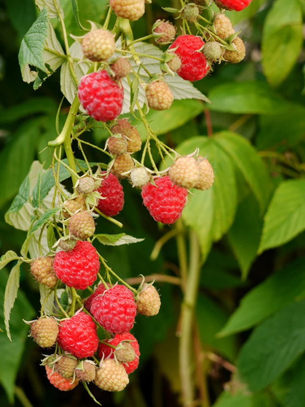 Himbeere 'Autumn Bliss' / 'Blissy' ® 6 Himbeere 'Autumn Bliss' / 'Blissy' ® – Bild 4