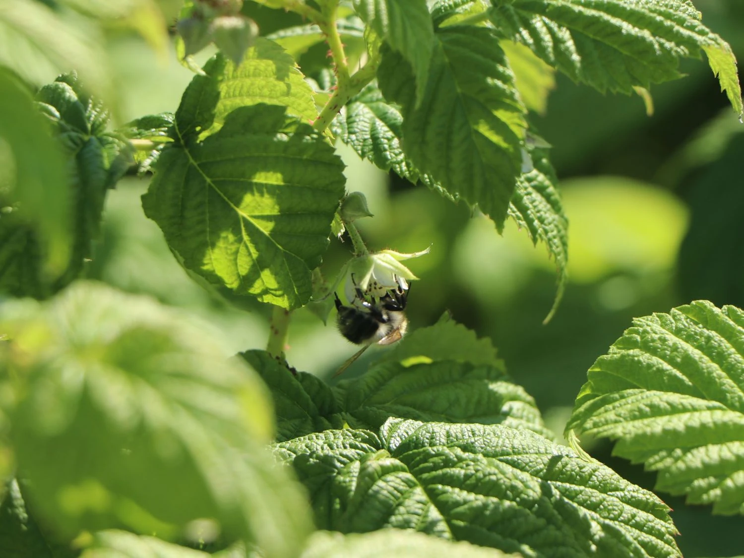 Himbeere 'Autumn Bliss' / 'Blissy' ® 5 Himbeere 'Autumn Bliss' / 'Blissy' ® – Bild 3