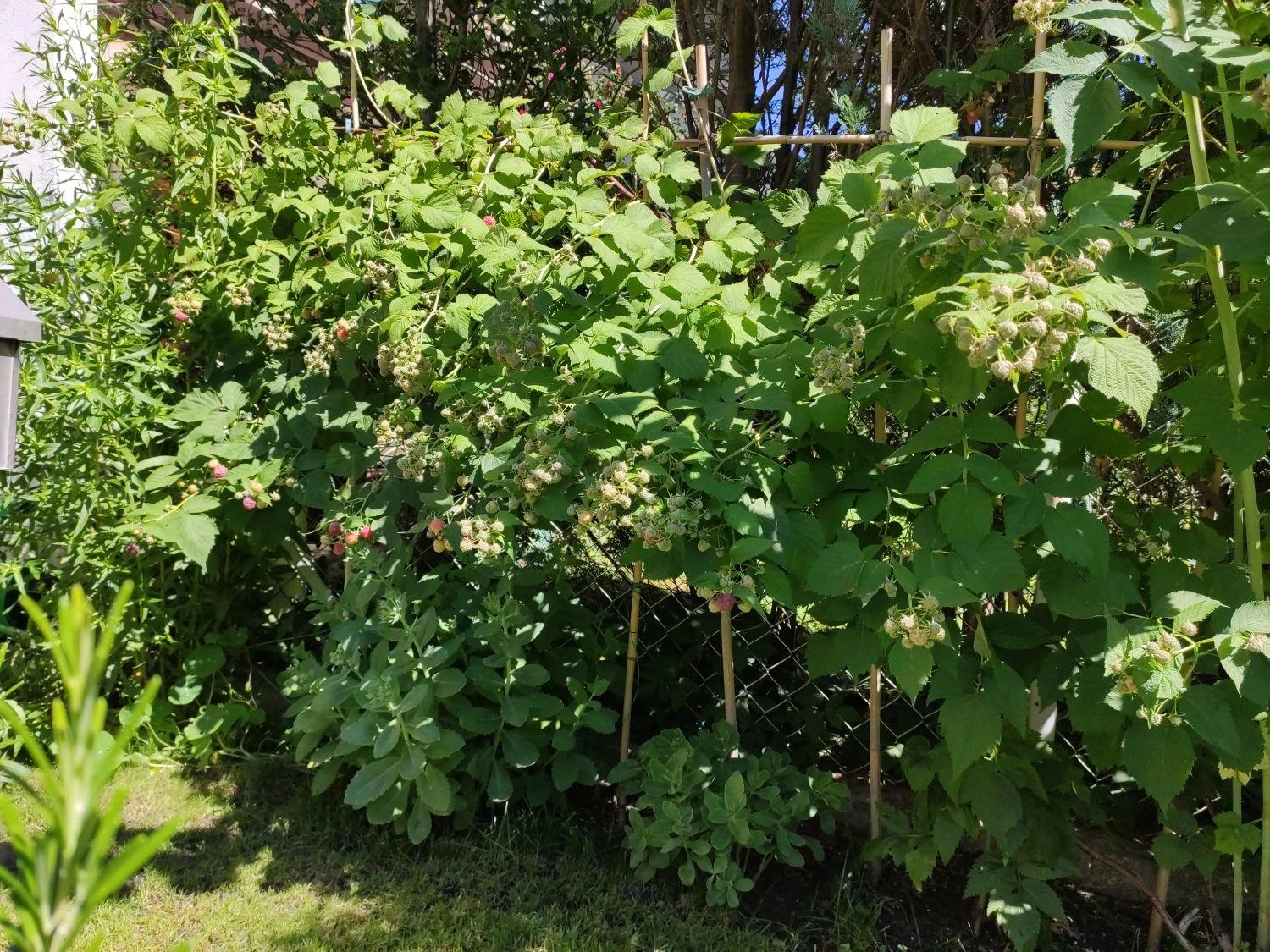 Himbeere 'Glen Coe' 6 Himbeere 'Glen Coe' – Bild 4