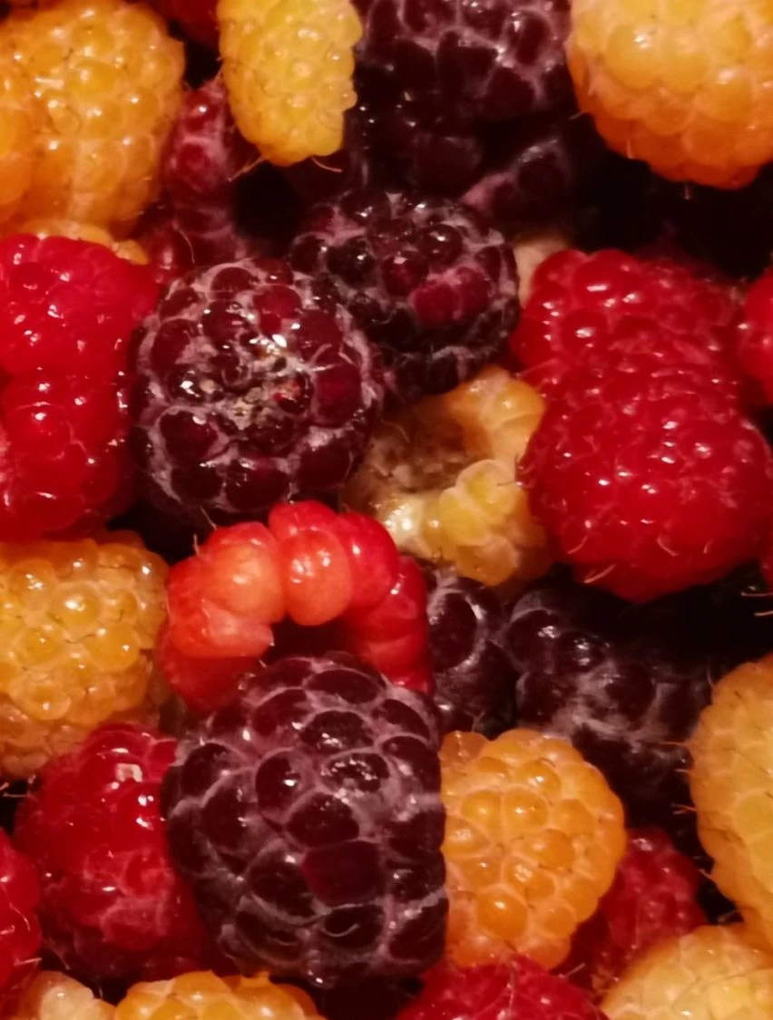 Himbeere 'Glen Coe' 5 Himbeere 'Glen Coe' – Bild 3