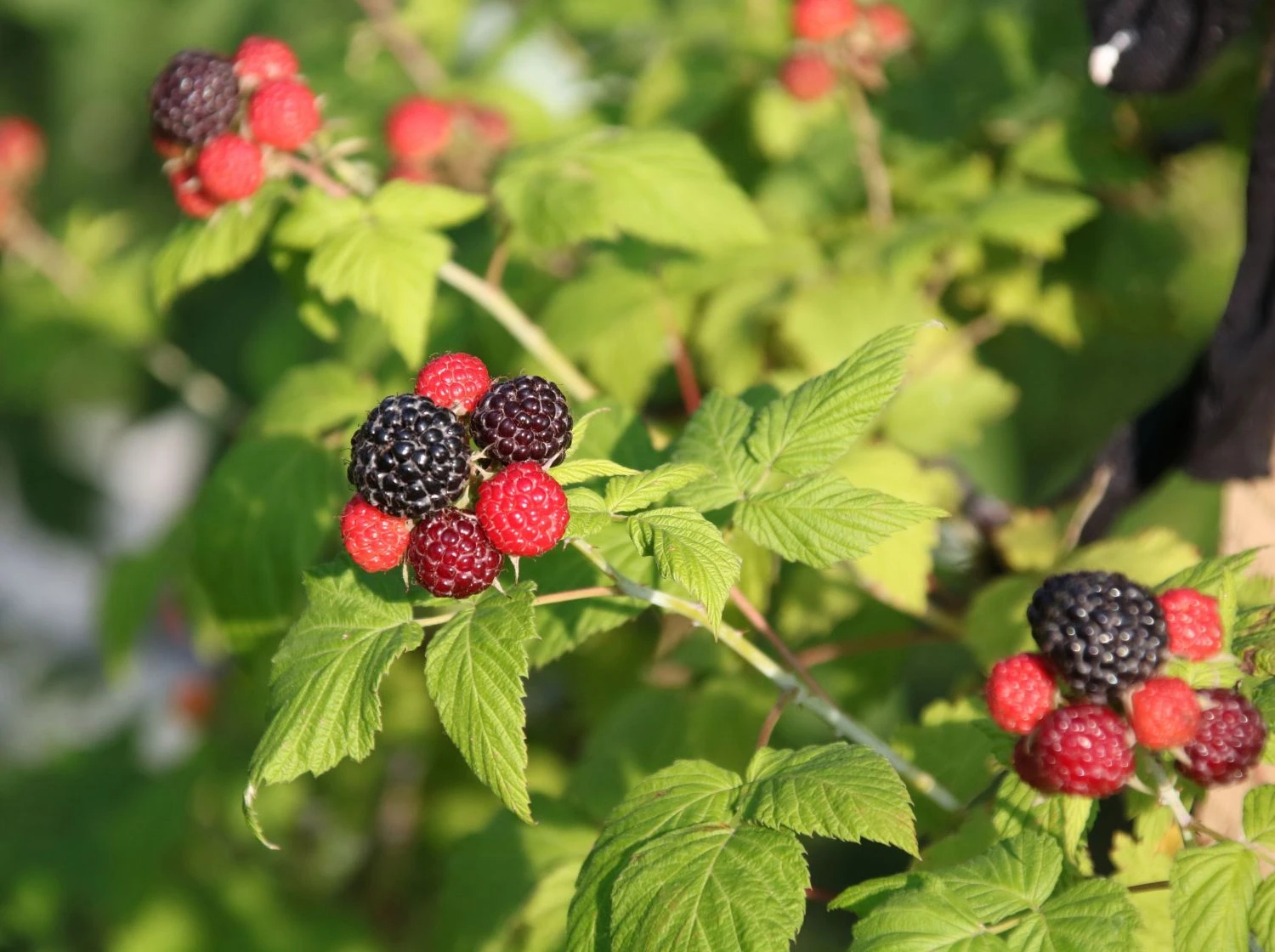 Himbeere 'Glen Coe' 4 Himbeere 'Glen Coe' – Bild 2