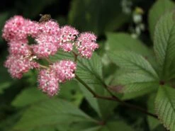 Hinris-Schaublatt -Günstiges Erd Seele Geschäft hinris schaublatt m060147 w 1