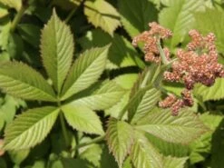 Hinris-Schaublatt -Günstiges Erd Seele Geschäft hinris schaublatt m060147 w 2