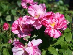 Historische Rose 'Versicolor' -Günstiges Erd Seele Geschäft historische rose gallica versicolor m002784 w 1