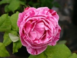 Historische Rose 'Versicolor' -Günstiges Erd Seele Geschäft historische rose gallica versicolor m002784 w 2