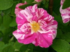 Historische Rose 'Versicolor' -Günstiges Erd Seele Geschäft historische rose gallica versicolor m002784 w 3