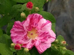 Historische Rose 'Versicolor' -Günstiges Erd Seele Geschäft historische rose gallica versicolor m002784 w 4