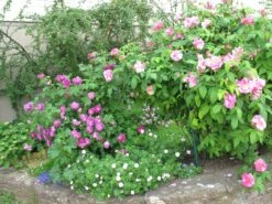 Historische Rose 'Versicolor' -Günstiges Erd Seele Geschäft historische rose versicolor m002784 305255 0