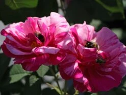 Historische Rose 'Versicolor' -Günstiges Erd Seele Geschäft historische rose versicolor m002784 w 0