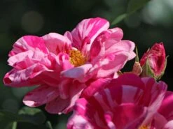 Historische Rose 'Versicolor' -Günstiges Erd Seele Geschäft historische rose versicolor m002784 w 1
