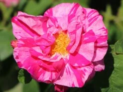 Historische Rose 'Versicolor' -Günstiges Erd Seele Geschäft historische rose versicolor m002784 w 3