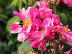 Historische Rose 'Versicolor' -Günstiges Erd Seele Geschäft historische rose versicolor m002784 w 4