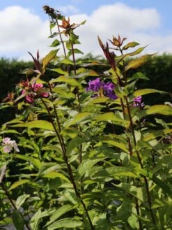 Hohe Flammenblume 'Amethyst' 7 Hohe Flammenblume 'Amethyst' -Günstiges Erd Seele Geschäft hohe flammenblume amethyst m059887 w 3