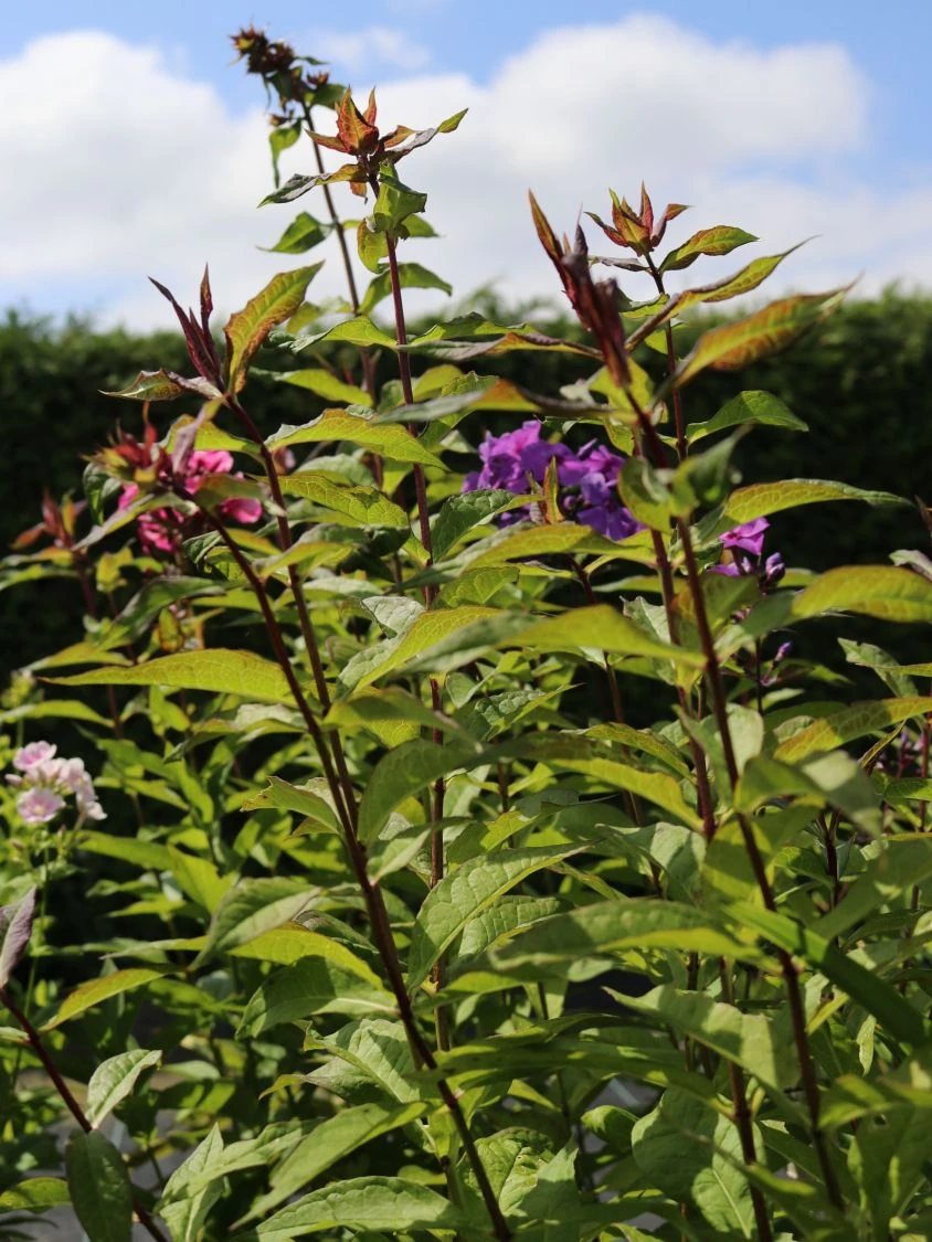 Hohe Flammenblume 'Amethyst' 5 Hohe Flammenblume 'Amethyst' – Bild 3