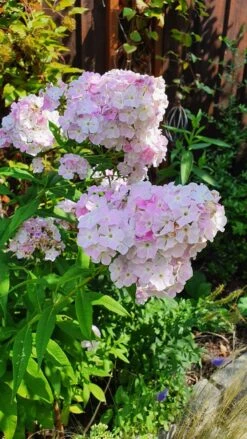 Hohe Flammenblume 'Cool Water' -Günstiges Erd Seele Geschäft hohe flammenblume cool water m062749 1334815 0