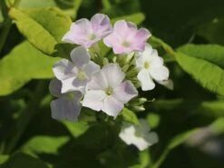 Hohe Flammenblume 'Cool Water' -Günstiges Erd Seele Geschäft hohe flammenblume cool water m062749 w 1