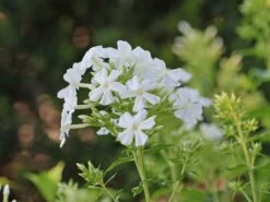 Hohe Flammenblume 'Danielle' -Günstiges Erd Seele Geschäft hohe flammenblume danielle m059903 w 0