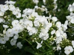 Hohe Flammenblume 'Danielle' -Günstiges Erd Seele Geschäft hohe flammenblume danielle m059903 w 1