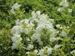 Hohe Flammenblume 'Danielle' -Günstiges Erd Seele Geschäft hohe flammenblume danielle m059903 w 12