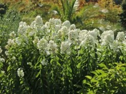 Hohe Flammenblume 'Danielle' -Günstiges Erd Seele Geschäft hohe flammenblume danielle m059903 w 13