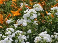 Hohe Flammenblume 'Danielle' -Günstiges Erd Seele Geschäft hohe flammenblume danielle m059903 w 3