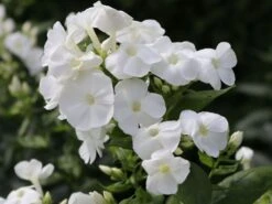 Hohe Flammenblume 'Danielle' -Günstiges Erd Seele Geschäft hohe flammenblume danielle m059903 w 4