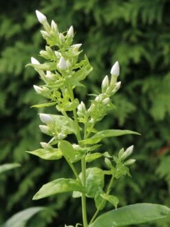 Hohe Flammenblume 'Danielle' -Günstiges Erd Seele Geschäft hohe flammenblume danielle m059903 w 5