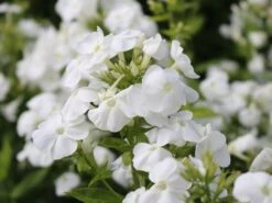 Hohe Flammenblume 'Danielle' -Günstiges Erd Seele Geschäft hohe flammenblume danielle m059903 w 6