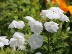 Hohe Flammenblume 'Danielle' -Günstiges Erd Seele Geschäft hohe flammenblume danielle m059903 w 7