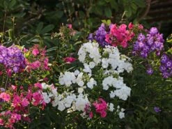 Hohe Flammenblume 'Danielle' -Günstiges Erd Seele Geschäft hohe flammenblume danielle m059903 w 9