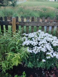 Hohe Flammenblume 'Dwarf White' -Günstiges Erd Seele Geschäft hohe flammenblume dwarf white m059905 890648 0