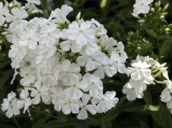 Hohe Flammenblume 'Dwarf White' -Günstiges Erd Seele Geschäft hohe flammenblume dwarf white m059905 w 0