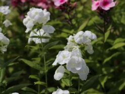 Hohe Flammenblume 'Dwarf White' -Günstiges Erd Seele Geschäft hohe flammenblume dwarf white m059905 w 1