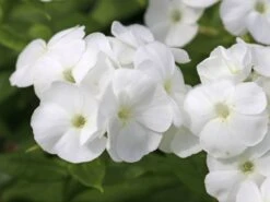 Hohe Flammenblume 'Dwarf White' -Günstiges Erd Seele Geschäft hohe flammenblume dwarf white m059905 w 2