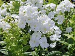 Hohe Flammenblume 'Dwarf White' -Günstiges Erd Seele Geschäft hohe flammenblume dwarf white m059905 w 3