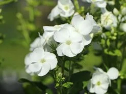 Hohe Flammenblume 'Dwarf White' -Günstiges Erd Seele Geschäft hohe flammenblume dwarf white m059905 w 4