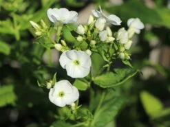 Hohe Flammenblume 'Dwarf White' -Günstiges Erd Seele Geschäft hohe flammenblume dwarf white m059905 w 5
